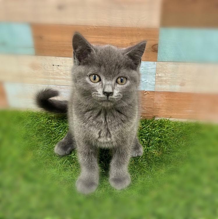 animal_image