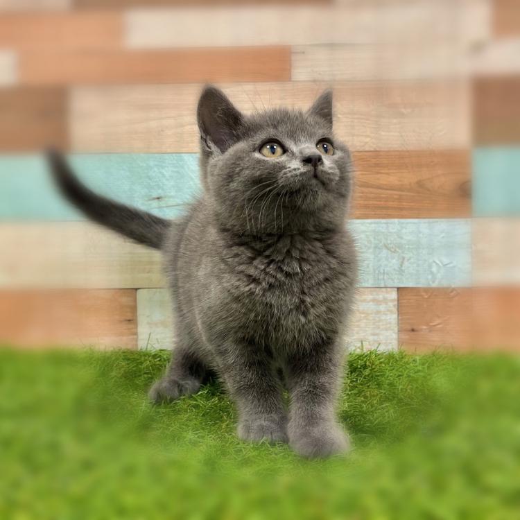 animal_image