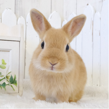 animal_image