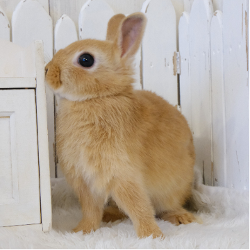 animal_image