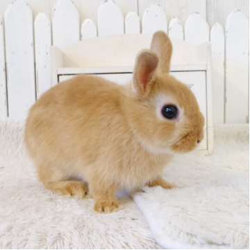 animal_image