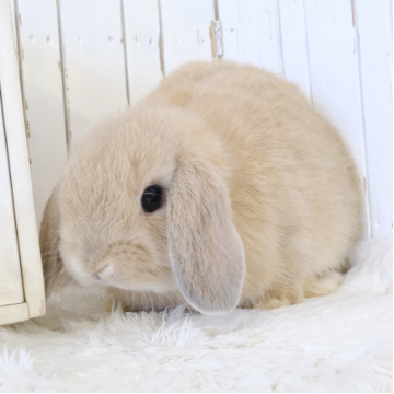 animal_image