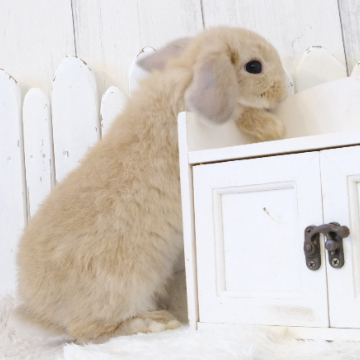 animal_image