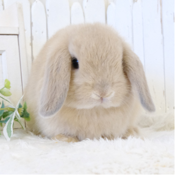 animal_image