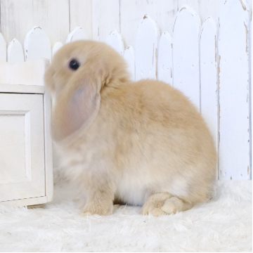 animal_image