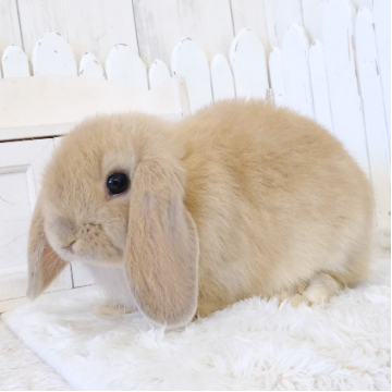 animal_image
