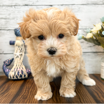 animal_image