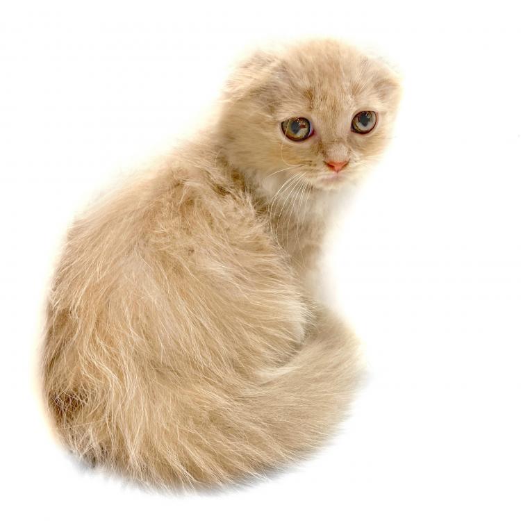 animal_image