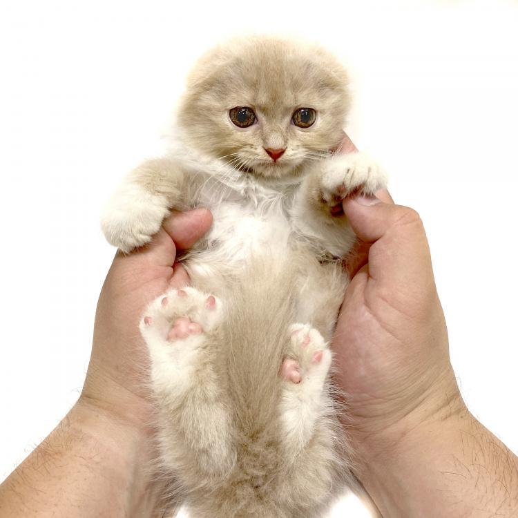 animal_image