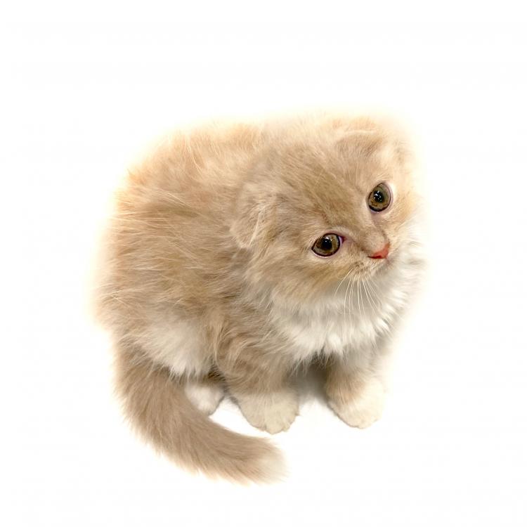 animal_image