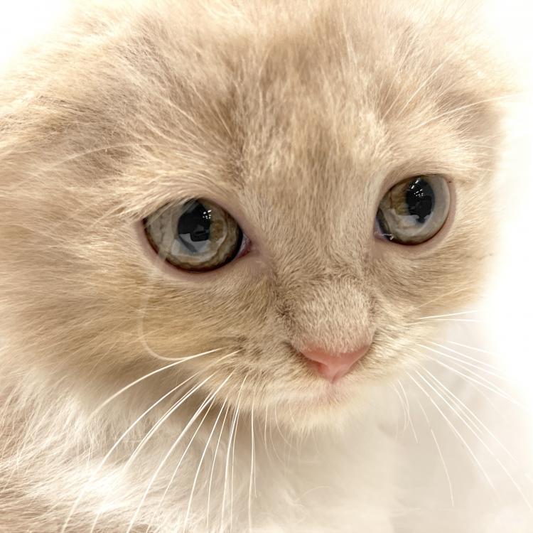 animal_image