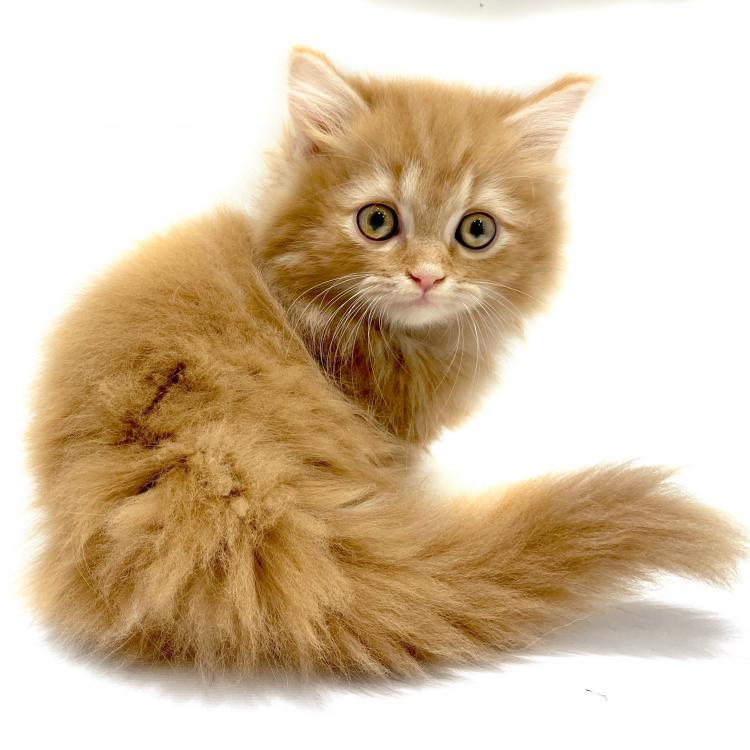 animal_image