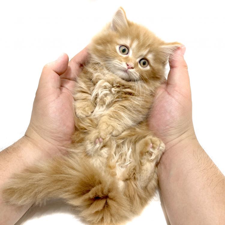 animal_image