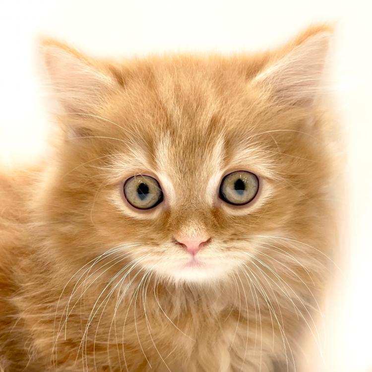 animal_image