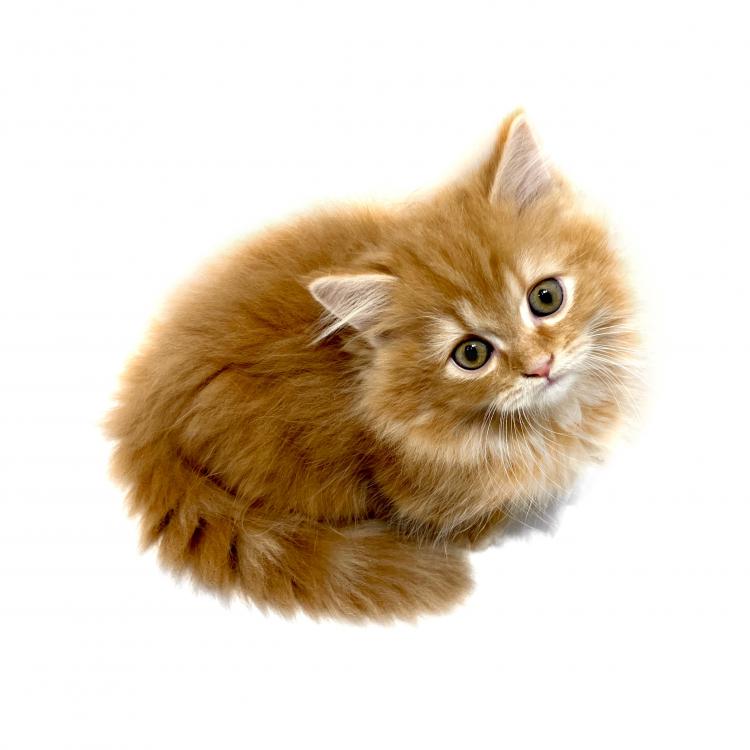 animal_image