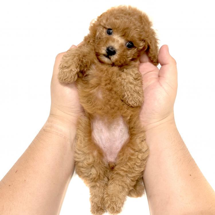 animal_image