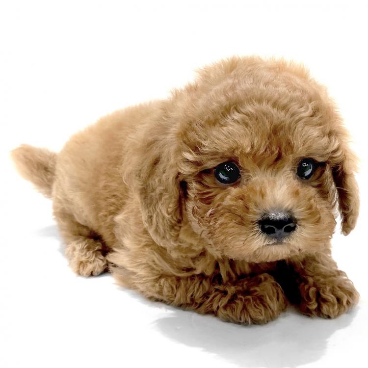 animal_image