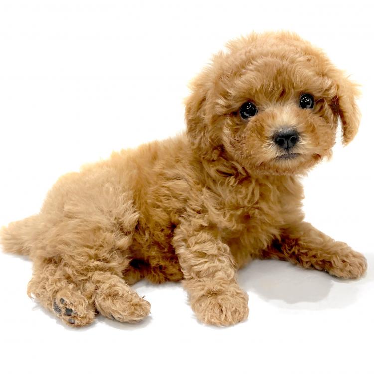 animal_image