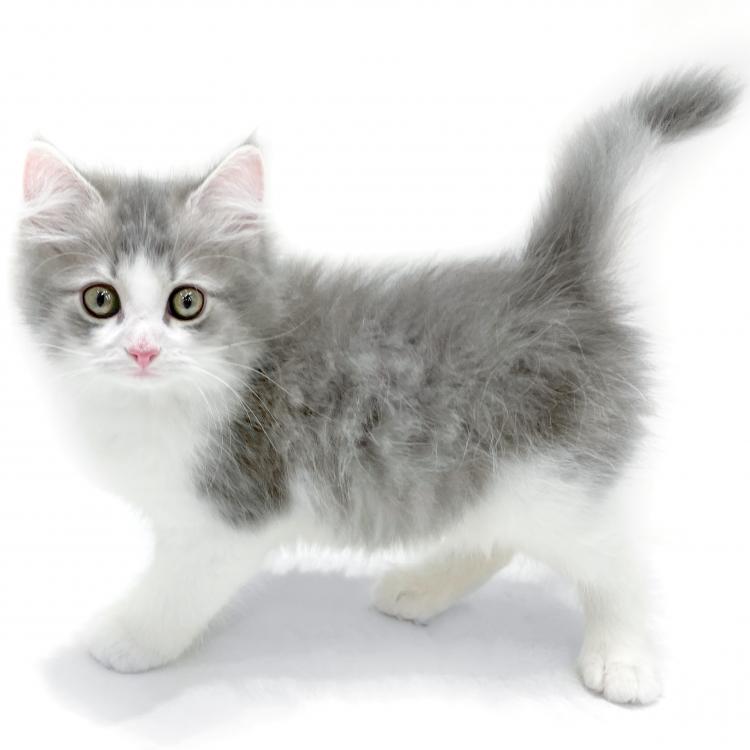 animal_image