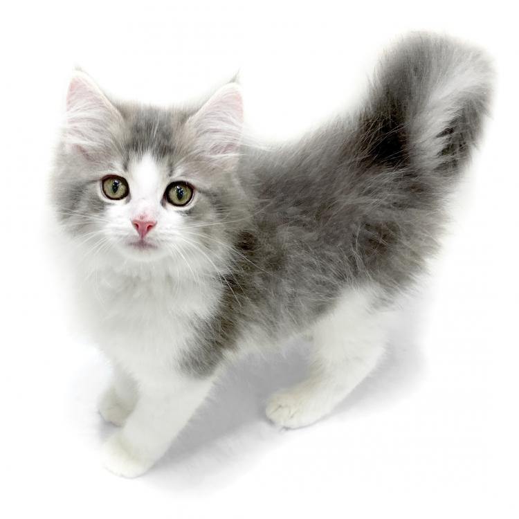 animal_image