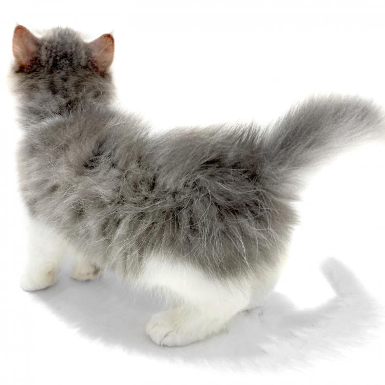 animal_image
