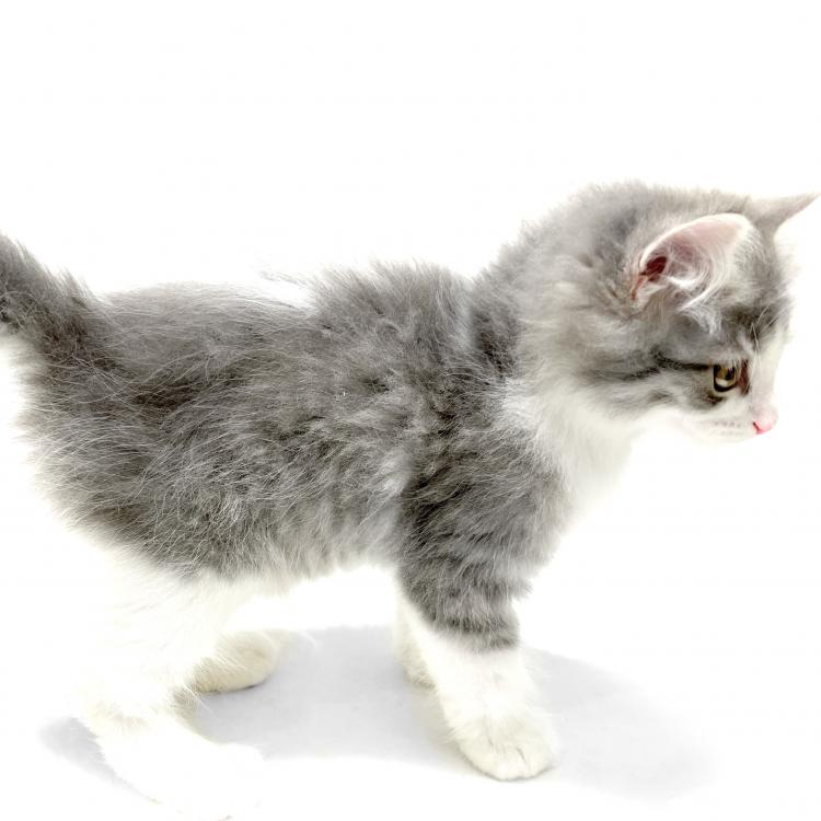 animal_image