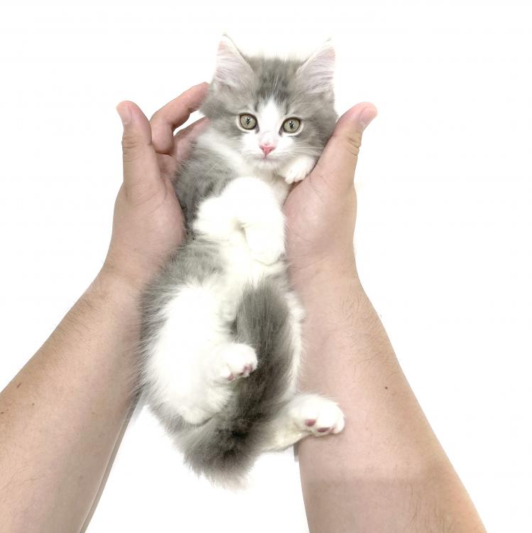 animal_image
