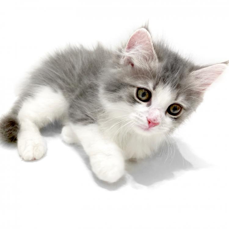 animal_image