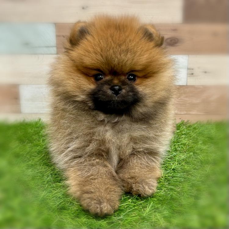 animal_image