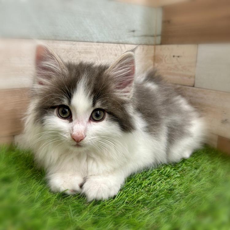 animal_image