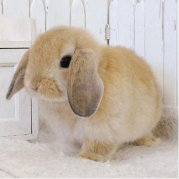 animal_image