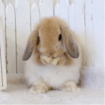 animal_image