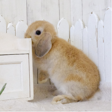 animal_image