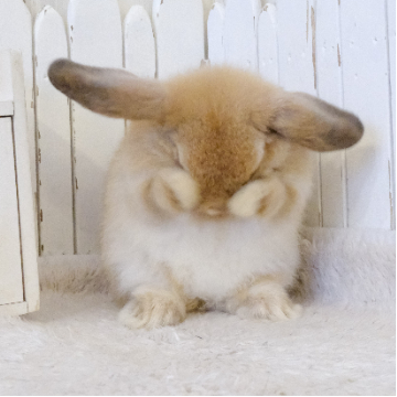 animal_image