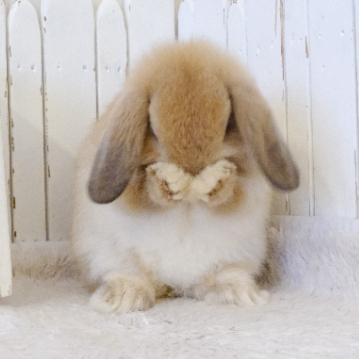 animal_image