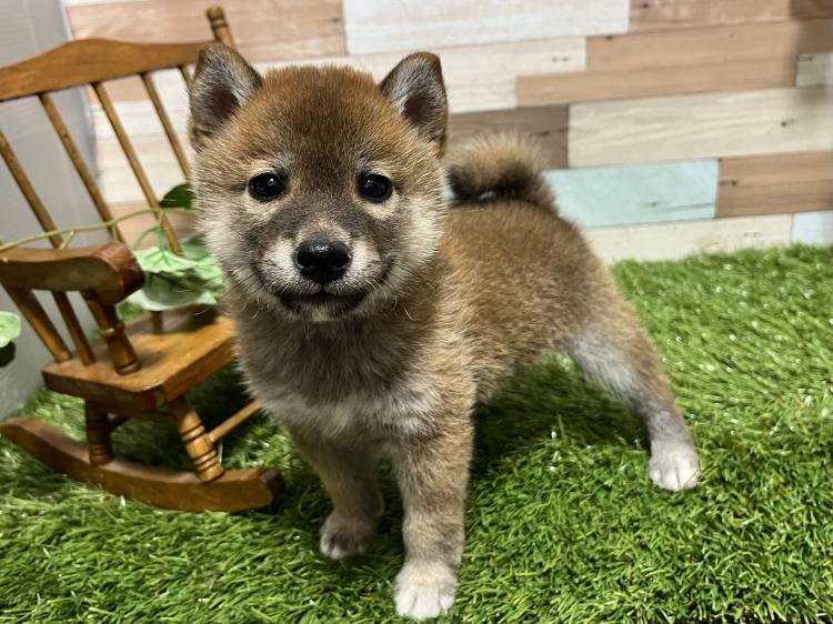 animal_image