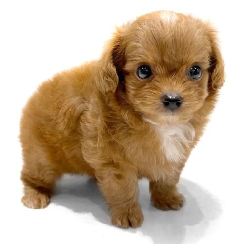 animal_image