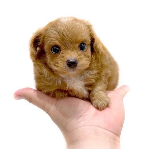 animal_image