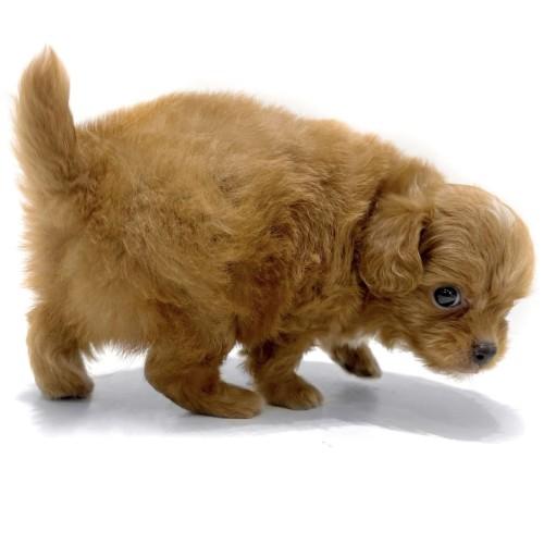 animal_image