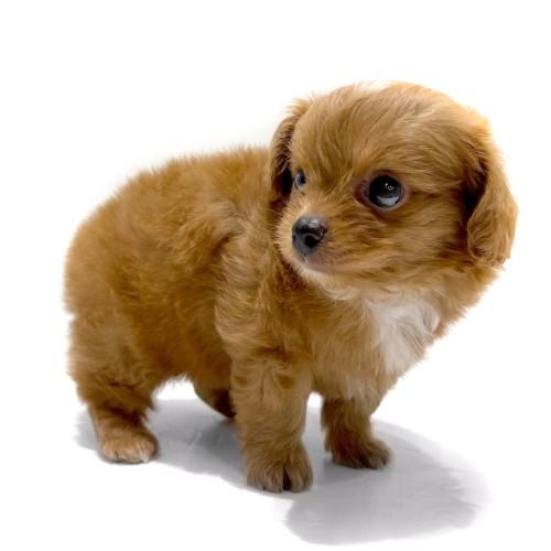 animal_image