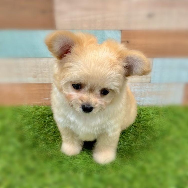 animal_image