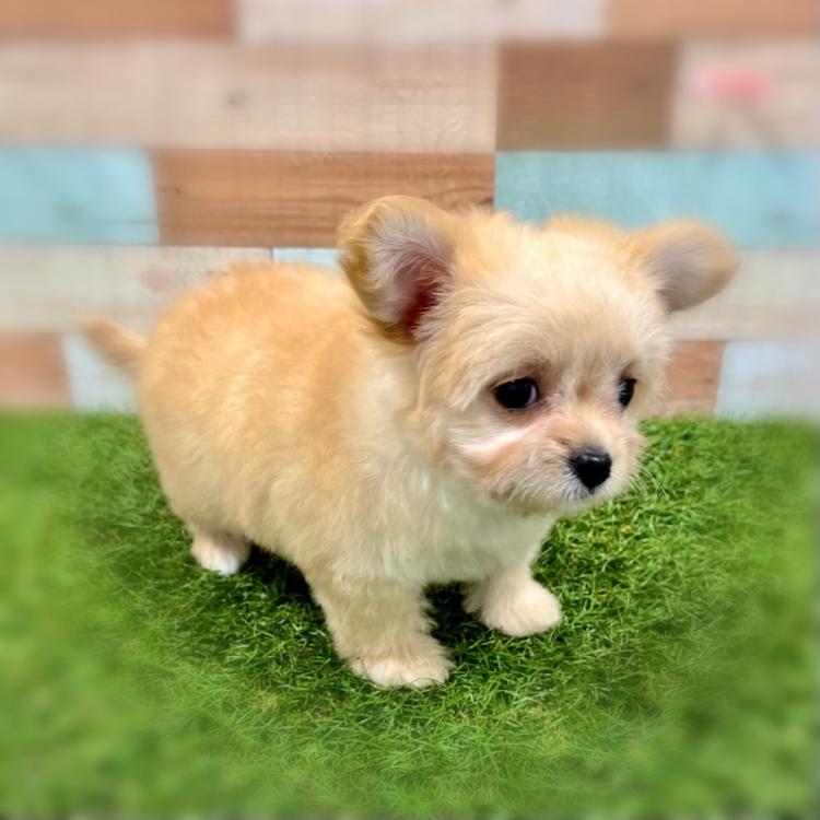 animal_image