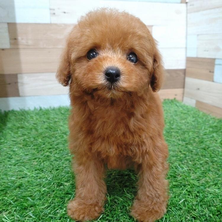 animal_image