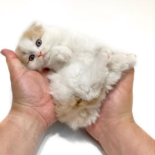 animal_image