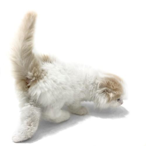 animal_image