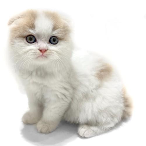 animal_image