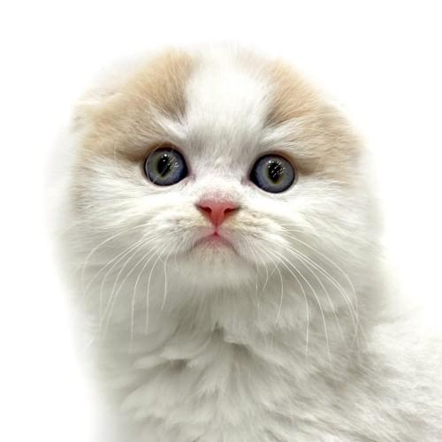 animal_image
