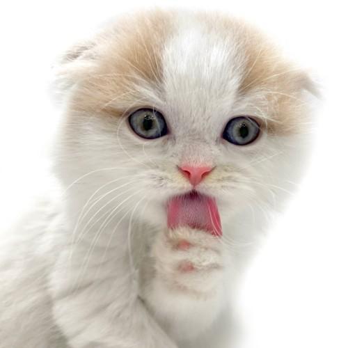 animal_image