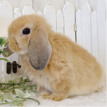 animal_image