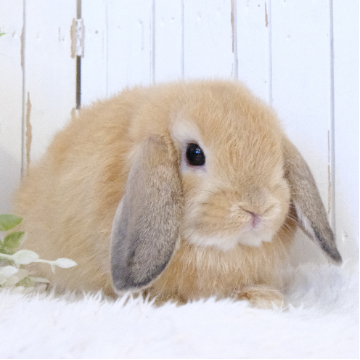 animal_image